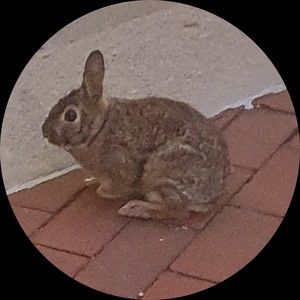 Meet your Posher, Alexa